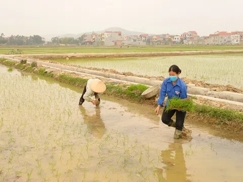 Bắc Giang phấn đấu gieo trồng 65,8 nghìn ha cây trồng vụ chiêm xuân 