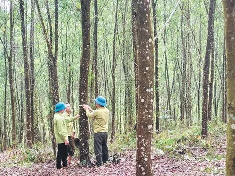 Bắc Giang trồng được hơn 1,3 nghìn ha rừng sản xuất tập trung