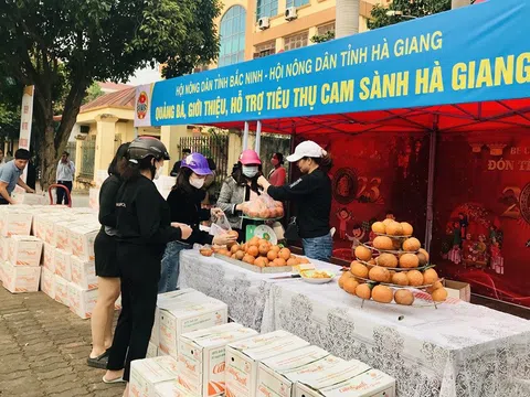 Hội Nông dân Bắc Ninh hỗ trợ tiêu thụ cam sành cho nông dân Hà Giang