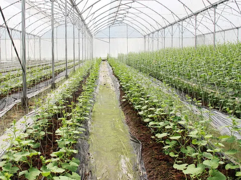 Bắc Giang chuyển đổi gần 672ha sang cây trồng có hiệu quả trên đất lúa