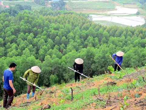 Bắc Giang phân bổ gần 2,5 tỷ đồng vốn trồng, chăm sóc rừng đợt 1
