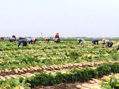 Huyện Gia Bình (Bắc Ninh) chuyển đổi được hơn 15ha cơ cấu cây trồng trên đất lúa
