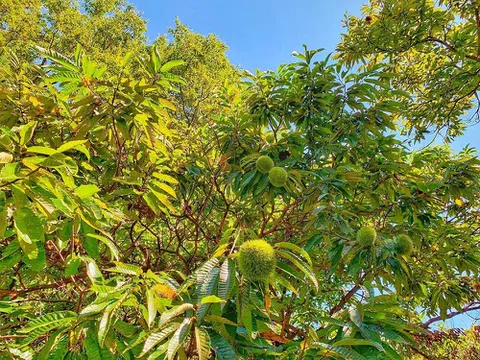 Bắc Giang: Huyện Lục Ngạn triển khai mô hình trồng thâm canh loại cây giá trị kinh tế cao vừa cho hạt, còn cho gỗ