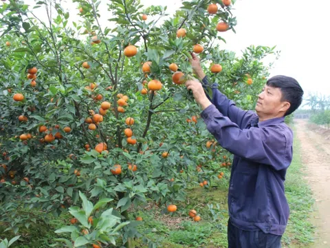 Bắc Ninh sôi nổi thi đua phong trào nông dân sản xuất kinh doanh giỏi, xây dựng nông thôn mới