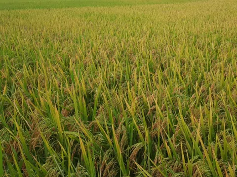 Bắc Ninh phấn đấu năng suất vụ mùa đạt gần 6,2 tấn/ha 