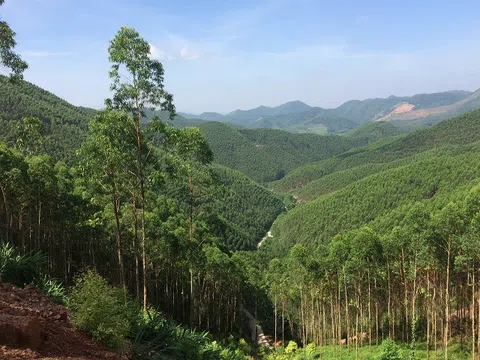 Bắc Giang phê duyệt Danh mục các loài cây rừng phòng hộ và rừng sản xuất