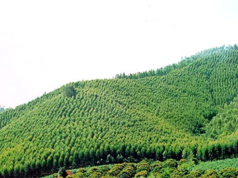 Bắc Giang chi trả gần 3,4 tỷ đồng tiền dịch vụ môi trường rừng năm 2023