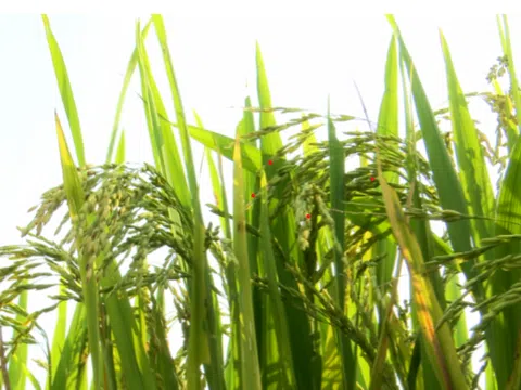 Bắc Ninh: Giống lúa ĐH12 có năng suất cao đạt gần 80 tạ/ha