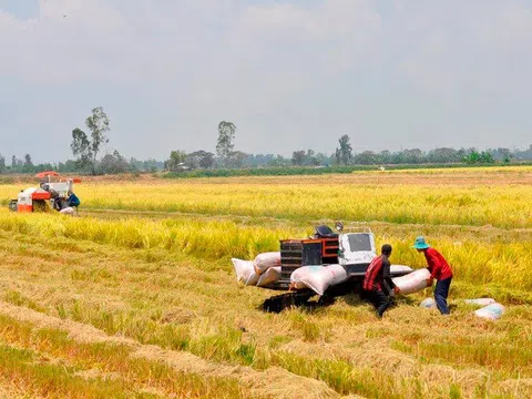 Huyện Thuận Thành (Bắc Ninh) tập trung thu hoạch lúa xuân để gieo cấy vụ mùa