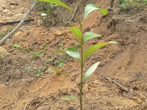 Huyện Sơn Động (Bắc Giang): Quy hoạch 4 vùng trồng cây dược liệu