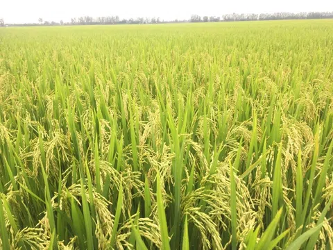 Bắc Ninh tổ chức đánh giá mô hình sản xuất lúa DT82 liên kết tiêu thụ sản phẩm vụ Xuân 2024