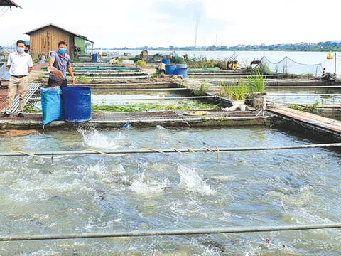 Bắc Ninh: Tổng sản lượng thủy sản 6 tháng đầu năm ước đạt 20.236 tấn