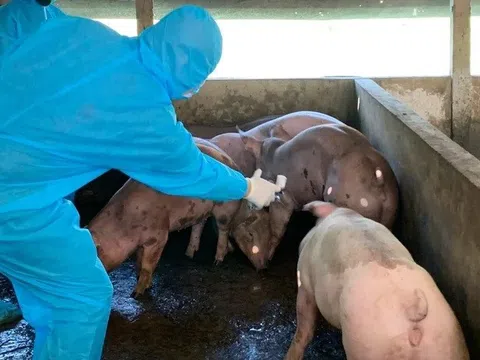 Bắc Giang thực hiện nghiêm các biện pháp phòng, chống bệnh Dịch tả lợn Châu Phi