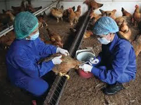 Bắc Giang tăng cường công tác đảm bảo an toàn cho vật nuôi trong mùa mưa lũ
