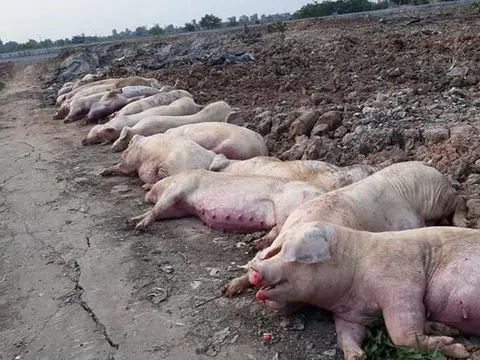 Bắc Ninh quyết liệt phòng, chống bệnh Dịch tả lợn Châu Phi