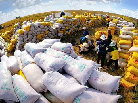 Xuất khẩu gạo đang chịu áp lực cạnh tranh về giá