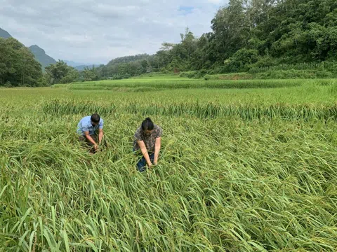 Cao Bằng dốc sức hỗ trợ người dân khôi phục sản xuất nông nghiệp sau mưa lũ