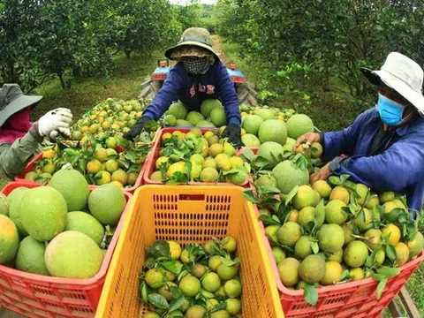 Lần đầu tiên Giải thưởng Mai An Tiêm vinh danh 100 sản phẩm tiêu biểu của HTX trên cả nước