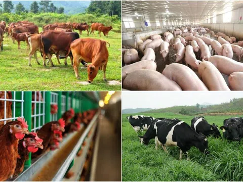 Ngành chăn nuôi ghi nhận mức tăng nhờ kiểm soát tốt dịch bệnh