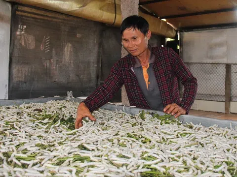 “Xanh hóa” miền cát trắng Diễn Kim từ nghề truyền thống