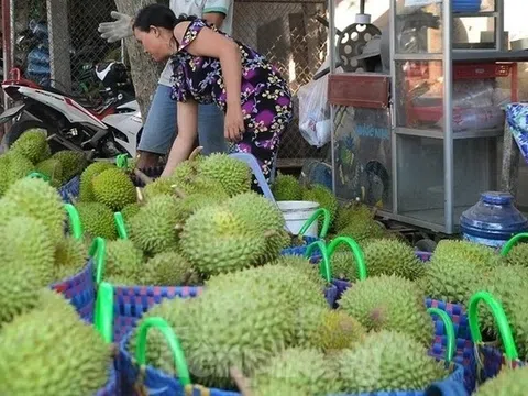 Sầu riêng Việt “hạ nhiệt” vì mất đà xuất khẩu sang Trung Quốc