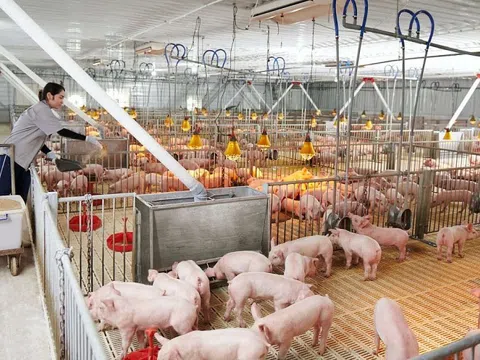 Vì sao giá heo hơi giảm mạnh?