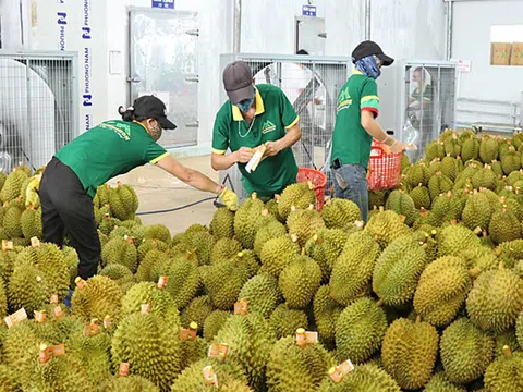 Xây dựng kênh tiêu thụ bền vững cho sầu riêng Việt Nam