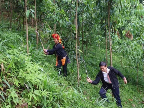 Hơn 63 tấn phân bón hữu cơ đến tay nông dân trồng quế Lào Cai