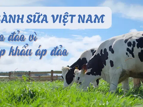 Ngành sữa Việt Nam chao đảo vì nhập khẩu áp đảo
