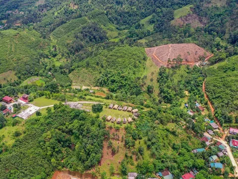 "Vàng xanh” dưới tán rừng - Khi chính sách chưa kịp đồng hành