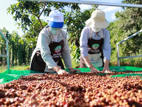 Liên kết chặt chẽ với nông dân để có nguồn cà phê lâu dài và bền vững