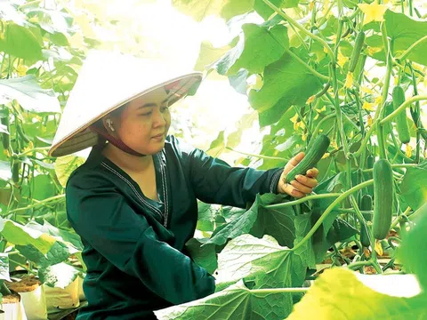 Chuyển dịch sản xuất nông sản theo hướng chất lượng cao ở Đắk Nông