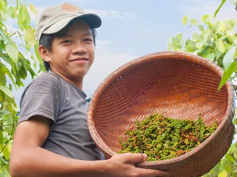 Giá hồ tiêu tăng: Vừa mừng vừa dè chừng