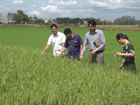 Xây dựng thương hiệu tạo vị thế cho lúa gạo Ea Súp