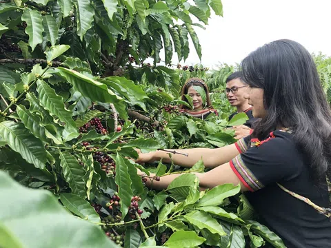Sản xuất xanh - định hướng nâng cao giá trị bền vững cho cà phê