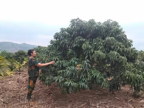 Mùa vải 'trắng tay' của nông dân huyện M’Drắk