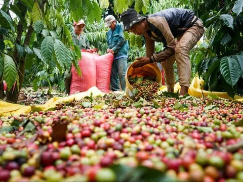 Áp lực đè lên chuỗi cung ứng cà phê ở Tây Nguyên