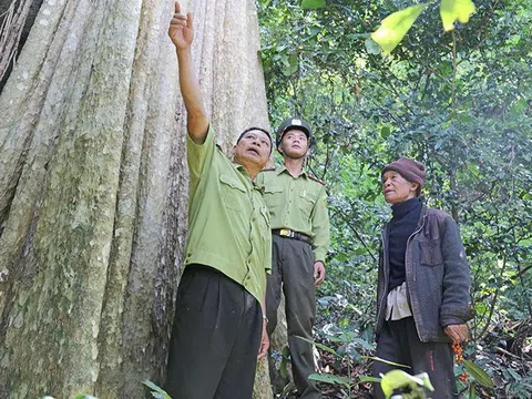 Xây dựng chính sách cụ thể cho tín chỉ carbon rừng ở Đắk Lắk