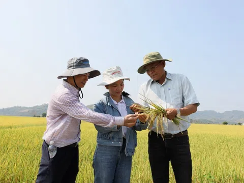 Sản xuất lúa xanh giảm phát thải - hướng đi mới mang lại lợi nhuận cho nông dân Đắk Lắk