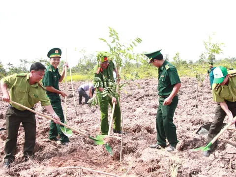 Đắk Lắk sẽ triển khai trồng mới gần 2.300 ha rừng bắt đầu từ năm nay