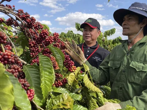 Diện tích trồng cà phê tăng nhanh, Đắk Nông khuyến cáo người dân thận trọng