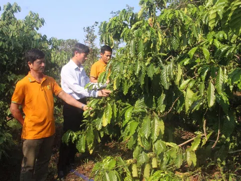 Nông nghiệp chất lượng cao Đắk Song phát triển thành công nhờ hợp tác xã