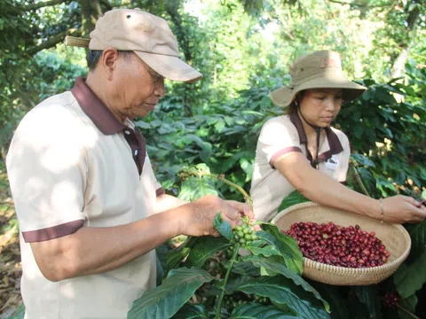 Đắk Lắk quyết tâm mục tiêu phát triển cà phê bền vững và hướng tới tăng trưởng xanh