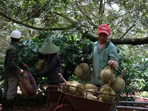 Đắk Nông và bài toán rủi ro khi phát triển sầu riêng ồ ạt