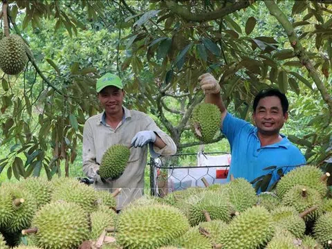 Mã vùng trồng – Động lực cho nông dân, niềm tin của người tiêu dùng