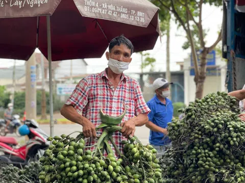 Nhộn nhịp mùa thu hoạch cau Đắk Lắk