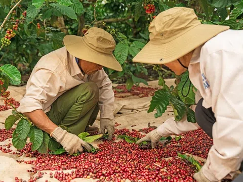 Đưa thương hiệu cà phê Đắk Lắk vươn tầm thế giới