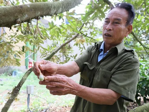 Thời tiết thất thường, nông dân Đắk Lắk 'căng mình' bảo vệ vườn sầu riêng