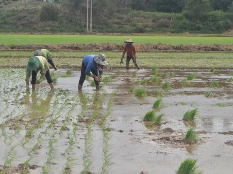 Vụ hè - thu 2025: Đắk Nông quyết tâm đạt kết quả tốt hơn