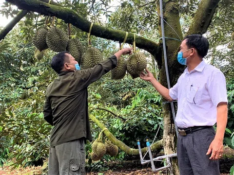 Nói không với cadimi – Hành trình để sầu riêng Lâm Đồng phát triển bền vững.